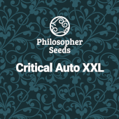 Critical Auto XXL