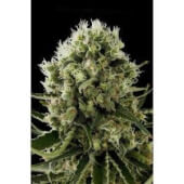 Critical Jack Auto 10 semillas