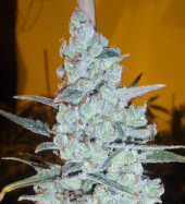 Critical Jack Herer 3 semillas