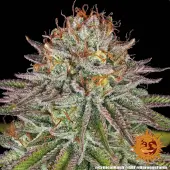 Critical Kush