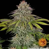 Critical Kush
