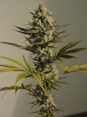 Critical Kush