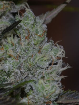 Critical Kush