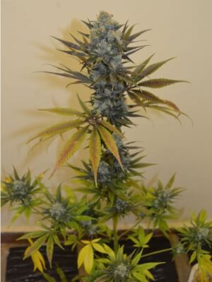 Critical Kush