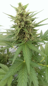 Critical Ogre 'Big 'N Fast' Auto