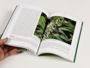 Cultivo hidropónico de marihuana