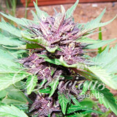 Dark Purple Auto 3 semillas