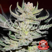 Unknow Kush (Desconocida Kush) Reg 15 semillas