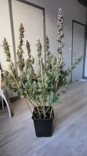 Desert Skunk