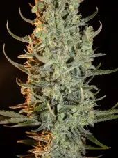 Desert Skunk