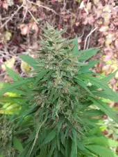 Desert Skunk