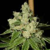 Diesel Dough by Archive Seeds