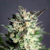 Diesel Glue 5 semillas