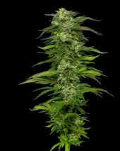 Dream Queen Auto