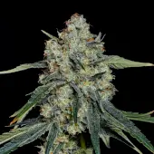 Dulce de Papaya
