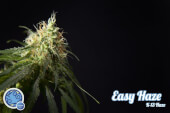 Easy Haze / K13 Haze - Philosopher Seeds