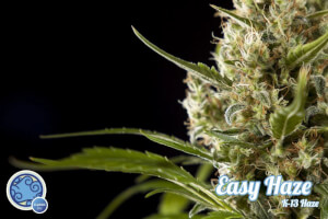 Easy Haze / K13 Haze - Philosopher Seeds