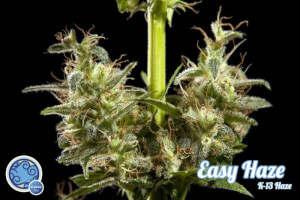 Easy Haze / K13 Haze - Philosopher Seeds