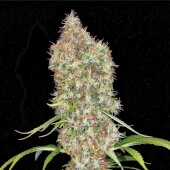 Ed Rosenthal Super Bud