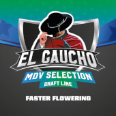 El Gaucho - Faster Flowering
