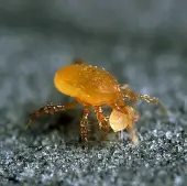 Entomite-M de Koppert