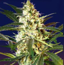 Collectors Special Auto-flowering 1 - Sweet Seeds