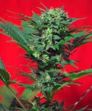 Collectors Special Auto-flowering 1 - Sweet Seeds