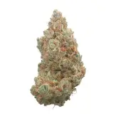 Everglades OG