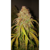Fat Pete's Cookies Auto