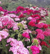 Organic Sweet William -  Les Refardes