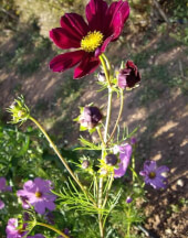 Organic Garden Cosmos - Les Refardes