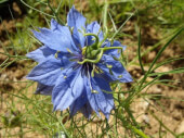 Organic Love-in-a-mist - Les Refardes