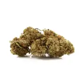 Fleurs de CBD Amnesia OG Greenhouse - Only CBD