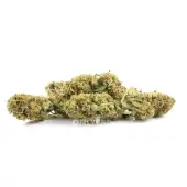 CBD Banana Smash Flowers Greenhouse by Only CBD