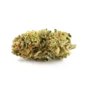 CBD Banana Smash Flowers Greenhouse by Only CBD
