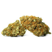 Fleurs de CBD Blackberry Kush - serre