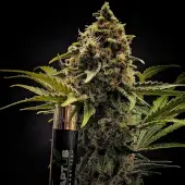 Forgotten Haze Cake aka Amnesia White
