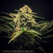 Forgotten Haze Cake aka Amnesia White
