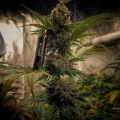 Forgotten Haze Cake aka Amnesia White