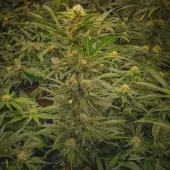Forgotten Haze Cake aka Amnesia White