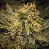 Forgotten Haze Cake aka Amnesia White