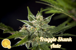 Fraggle Skunk Auto