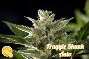 Fraggle Skunk Auto