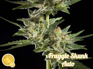 Fraggle Skunk Auto