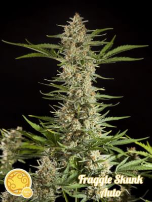 Fraggle Skunk Auto
