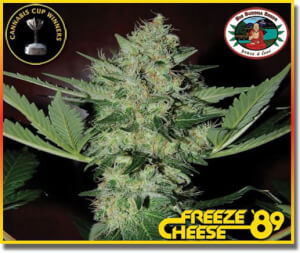 Freeze Cheese ’89