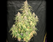 Fruit Punch Auto