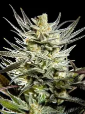 Fruity Jack
