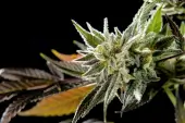 Fruity Jack