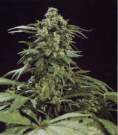 G13 Skunk 15 semillas